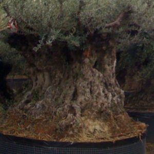 Olivos centenarios